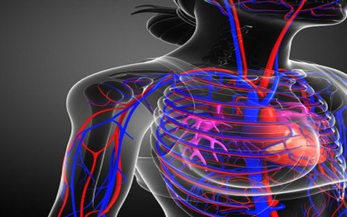 The circulatory system is responsible for the transportation of blood, oxygen, and nutrients to different parts of the body