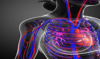 The circulatory system is responsible for the transportation of blood, oxygen, and nutrients to different parts of the body